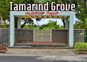 Tamarind Grove